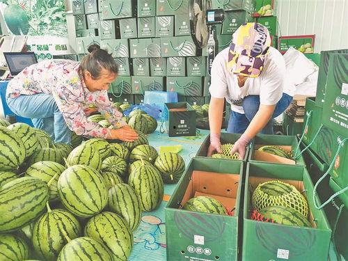 定州凤翔园吃瓜视频,揭秘瓜农生活与丰收喜悦