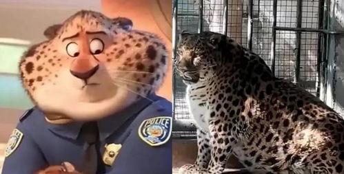 美豹族长吃瓜,揭秘吃瓜背后的娱乐江湖