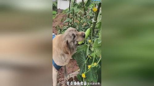 吃瓜小狗手机壳,萌趣时尚，潮流必备