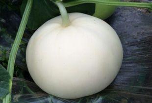 梨瓜可以煮水吃,传统养生佳品的现代演绎