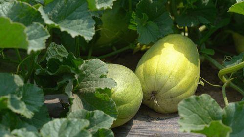 初夏的甜蜜约定吃瓜,瓜果飘香共度美好时光