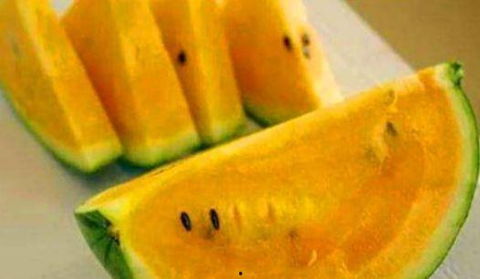 绿瓜吃瓤,探索自然界的循环再生奥秘