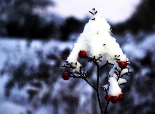雪蕊吃瓜,揭秘娱乐圈幕后故事