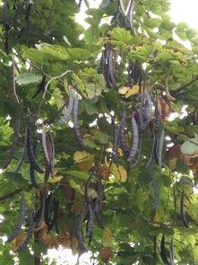 紫荆吃瓜,揭秘娱乐圈的甜蜜瓜田