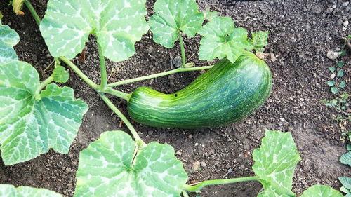 瓠瓜怎样吃才好吃