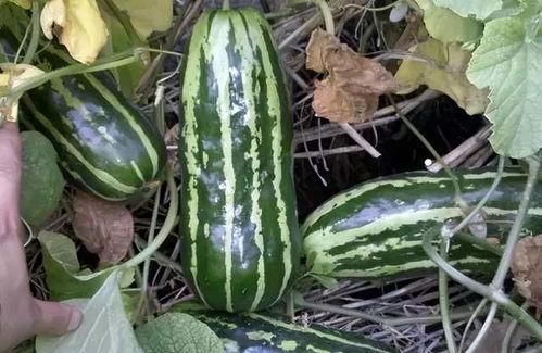 前几年的吃瓜,揭秘那些年被热议的明星八卦