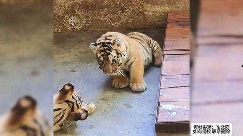 吃瓜小老虎,揭秘娱乐圈幕后故事