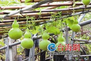 运动完吃葫芦瓜,营养美味两不误