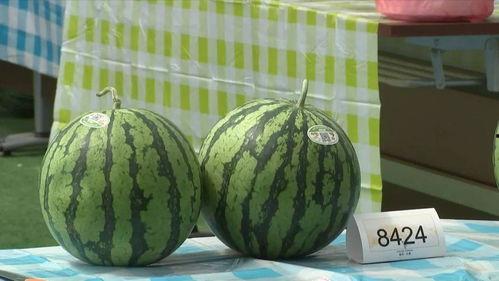 专家吃瓜经验,专家带你吃瓜，一网打尽明星幕后故事