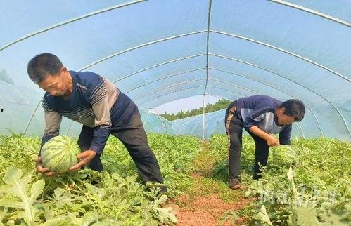 乡村吃瓜攻略,解锁乡村清凉新体验