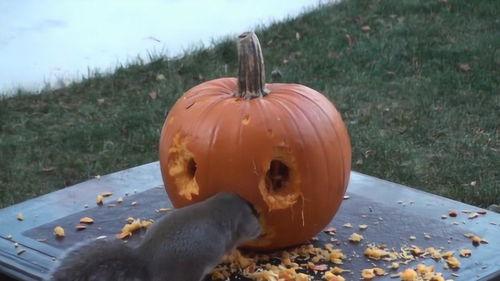 松鼠吃蜜瓜,蜜瓜盛宴中的欢乐时光