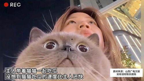 吃瓜有猫,揭秘娱乐圈的猫腻与真相