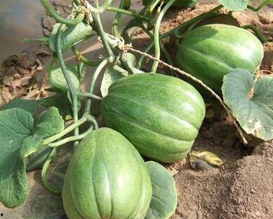 梦见偷别人田瓜吃,偷瓜吃背后的寓意与启示