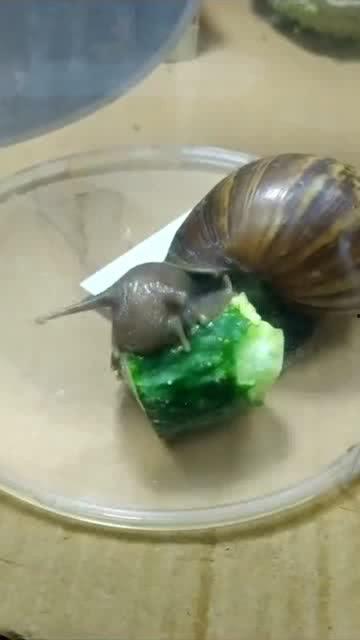 蜗牛吃瓜么