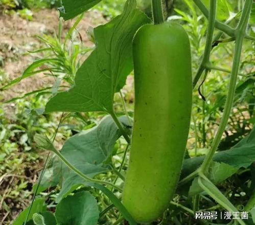 吃瓠子瓜会放屁,揭秘放屁背后的科学奥秘