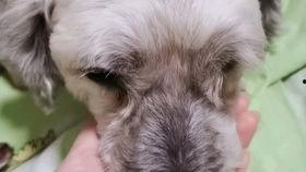 荷兰猪吃小瓜还是大瓜,小瓜与大瓜的美食偏好大揭秘