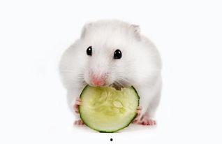 种仓鼠吃小瓜,仓鼠美食之旅