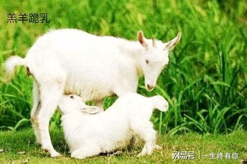 小羊没烦恼吃瓜视频,快乐生活大揭秘