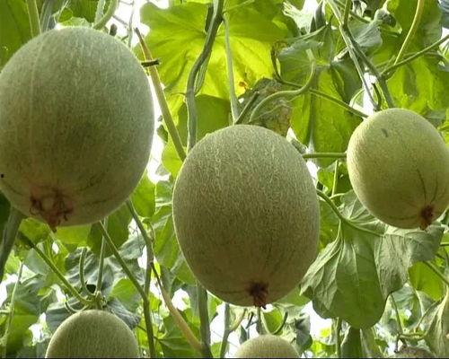 不再吃瓜的图片,聚焦深度解读