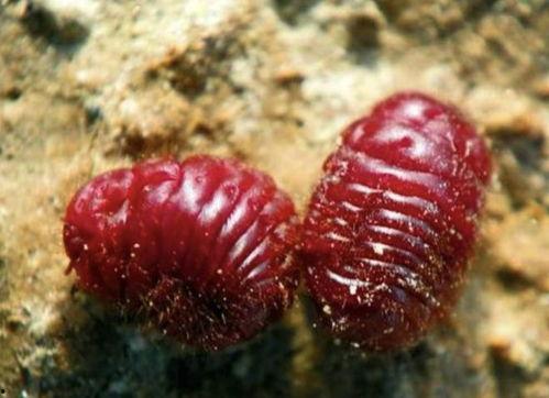 吃瓜吃出虫子恶心